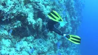 Dive 541 - Yolander Reef And Wreck