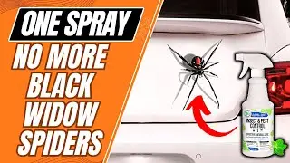 Quick Ways to Remove Black Widow Spiders from Your Car🕷️🚘