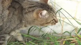 Наблюдение за котом 40/Watching the cat 40