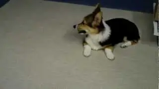 Tri-Color Corgi Pup