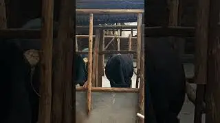our new simple cow shed