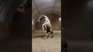 Playful horse  #wildlife #horse #horseriding #horselover