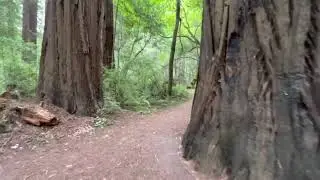 Cheatham Grove. Grizzly Creek Redwoods State Park, California