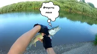 Ловля ЩУКИ и ОКУНЯ на реке Акан|Крэнк тащит. Село Рузаевка - Казахстан.