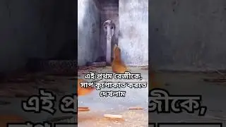 Mongoose vs king cobra snake real fight #shorts #viralvideo #shortvideo #animals #wildlife #snake