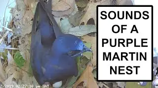 Life in a Purple Martin nest: Ambient Soundscape