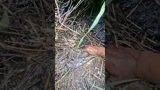 berburu anakan gabus di rawa-rawa
