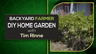 Turn Your Lawn into a Productive DIY Garden
