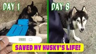 From SICK to STRONG: How We Boosted Yashica&rsquo;s Platelets!
