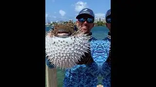 Puffer Fish🐠 #shorts