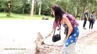 WOW! crazy monkey meeting beautiful girl - Funny monkeys video - Monkeys group meeting