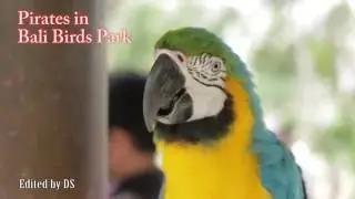 Pirate colorful, Birds Park in Bali, Indonesia