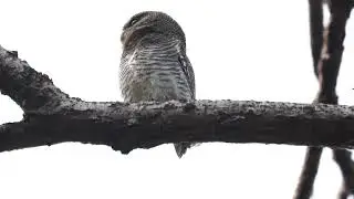 Jungle Owlet Call