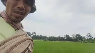 Waktu padi kena srangan penykit kuning mulai membaik....... 