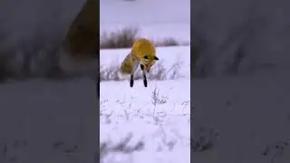 Why a Red Fox Pounces | Yellowstone Winter Wildlife Behavior