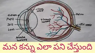 Human Eye || Structure and function of Eye || Parts of the Eye  || Telugu