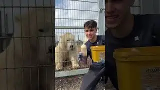 Feeding time for Hope the Polar Bear! 🐻&zwj;❄️🐟 who wants to see more of what goes into looking after