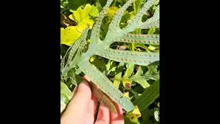 Fern Spores that look like pest