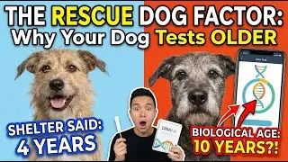 The  Rescue Dog  Factor Crucial Point