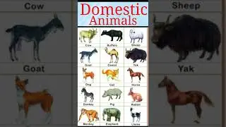 domestic animals name