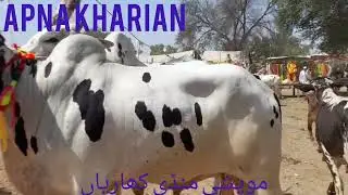 ANIMAL WORLD APNA KHARIAN, THIS IS COW LAND,ALL BREED, ALL SIZE,DIFFERENT PRICE  JUST IN ONE PLACE