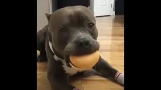 Precious Pitbulls Are Silly And Cute Compilation