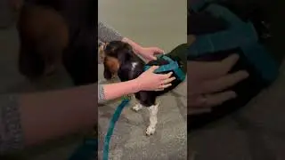 Harnais chien &laquo; 2 en 1 &raquo; Pattes et Folies