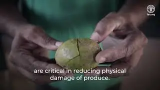Technical tips to manage quality and reduce food losses- Harvesting of golden apple fruit