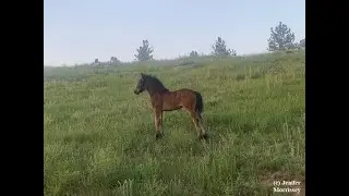Willowtrail Amber - rare bay 2023 Fell Pony filly