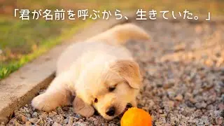 【泣ける犬】君が名前を呼ぶから、生きていた。【Music Video】