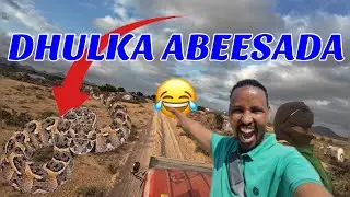 DHULKII ABEESADA BADNAA 