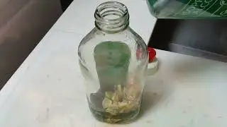 AVOCADO SEEDS +EFFICASENT OIL AND ALCOHOL =TESTED AND PROVEN #highlights #youtubeshorts