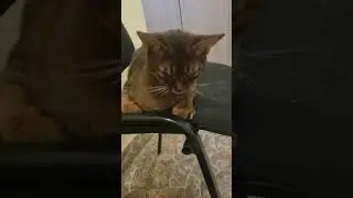 Кот пришел в гости.