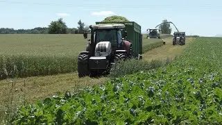 GPS Ernte 2020 | Häckseln Claas Jaguar 950 | Steyr Power | Zwischenfrucht Häckseln | LU Deutschbauer