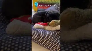 Pugs are calm?  You decide, Papi is a tornado! 🐶🌪️