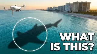 Florida&rsquo;s WILDEST Marine-Life Drone Footage EVER!!!