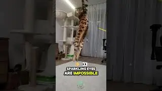 Bengal Cat 🐆 The Mini Leopard With a Wild Personality! ✨ #Shorts