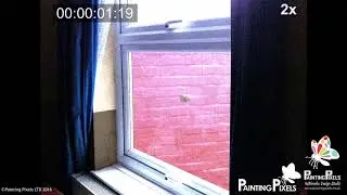 Golf Ball Smash Through Window (2011)