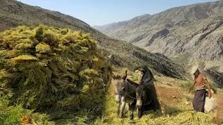 Nomads forage with donkeys | A harsh winter is coming