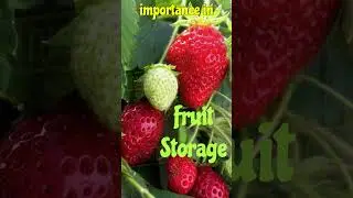 Respiration & Fruit Storage #respiration #fruit #storage#anaerobic #neet #roots #cold #carbohydrate