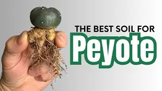 Creating the Best Soil for Peyote