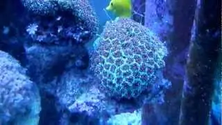 Galaxea corals