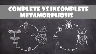Complete and Incomplete Metamorphosis | Entomology