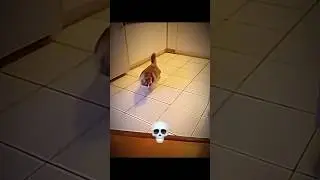 Cats can't scared of cucumber ☠️