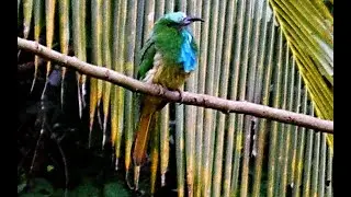 Blue Bearded Bee Eater (Nyctyornis athertoni)