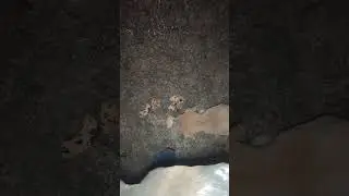 26 wa din lagatar dogi sewa