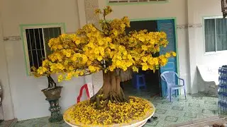 400 C&acirc;y Mai Giảo Ph&uacute; T&acirc;n -200K/ C&acirc;y
