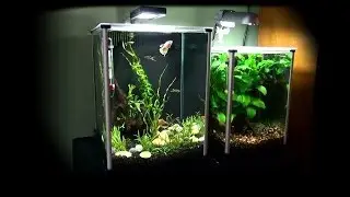 Fluval Spec 2.6 Gallon: Unboxing, Setup, and Comparison