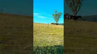 Dancing Horse 🐴 😍in Australia #horses #horseracing #horseriding #horsefarming