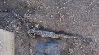 African Python drop from bridge and survives - Olifants River Bridge - Kruger Park